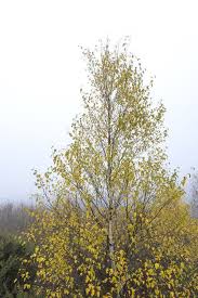 Attēlu rezultāti vaicājumam “Betula pubescens flower”