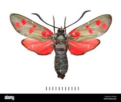 Attēlu rezultāti vaicājumam “Zygaena filipendulae”