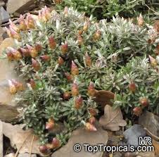 Image result for Helichrysum lindleyii