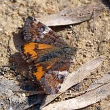 Attēlu rezultāti vaicājumam “Archiearis parthenias”