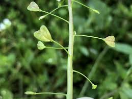 Attēlu rezultāti vaicājumam “Capsella bursa-pastoris fruit”