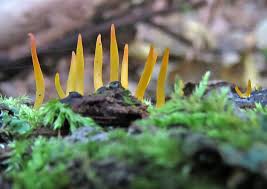 Attēlu rezultāti vaicājumam “Clavulinopsis cinerioides”
