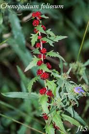 Image result for chenopodium foliosum