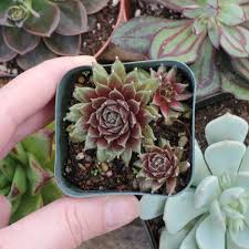 Image result for echtes Hauswurz