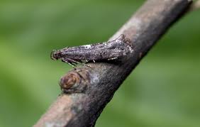 Attēlu rezultāti vaicājumam “Acrolepiopsis assectella”