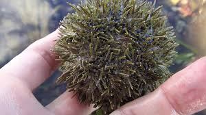 Image result for Strongylocentrotus droebachiensis