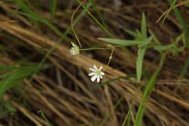 Attēlu rezultāti vaicājumam “Stellaria palustris leaf”