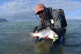 Image result for Argyrosomus inodorus