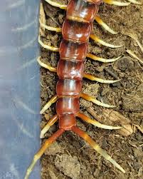 Attēlu rezultāti vaicājumam “Langermania gigantea”