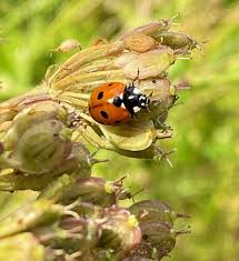 Attēlu rezultāti vaicājumam “Coccinellidae”