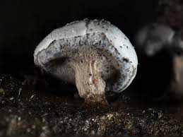 Attēlu rezultāti vaicājumam “Diderma hemisphaericum plasmodium”