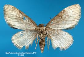 Attēlu rezultāti vaicājumam “Eupithecia succenturiata”