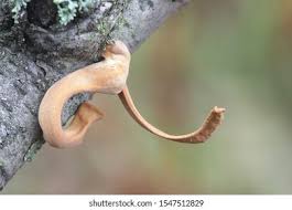 Attēlu rezultāti vaicājumam “Macrotyphula fistulosa var. contorta”