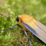 Attēlu rezultāti vaicājumam “Lithosia quadra female”