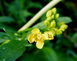 Attēlu rezultāti vaicājumam “Rorippa sylvestris leaf”