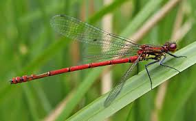 Attēlu rezultāti vaicājumam “Pyrrhosoma nymphula”