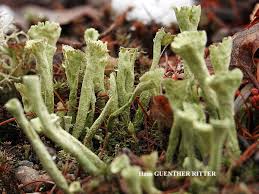 Attēlu rezultāti vaicājumam “Cladonia deformis”
