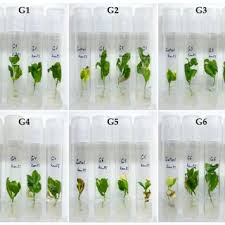 Attēlu rezultāti vaicājumam “Populus x berolinensis”