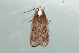 Attēlu rezultāti vaicājumam “Depressaria depressana”