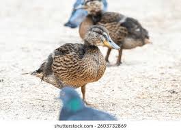 Attēlu rezultāti vaicājumam “Anas platyrhynchos juvenile”