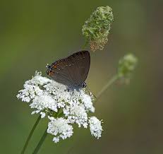 Attēlu rezultāti vaicājumam “Satyrium ilicis underside”