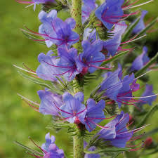 Attēlu rezultāti vaicājumam “Echium vulgare flower”
