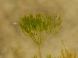 Attēlu rezultāti vaicājumam “Nitella flexilis”