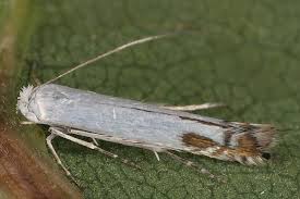 Attēlu rezultāti vaicājumam “Lyonetia clerkella”