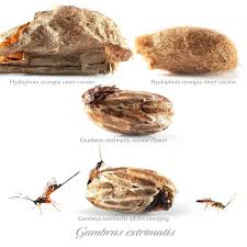 Attēlu rezultāti vaicājumam “Ichneumonidae cocoon”