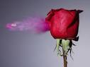 High-Speed Bullet Art Sends A Shot Through Photography - The ...