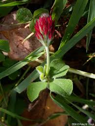 Image result for Trifolium incarnatum