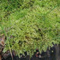 Attēlu rezultāti vaicājumam “Brachythecium salebrosum sporophyte”