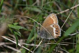 Attēlu rezultāti vaicājumam “Coenonympha hero underside”