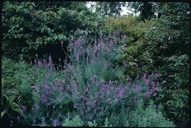 Image result for Linaria purpurea