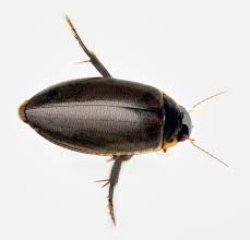 Attēlu rezultāti vaicājumam “Colymbetes paykulli”