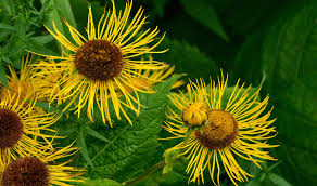 Image result for Inula helenium