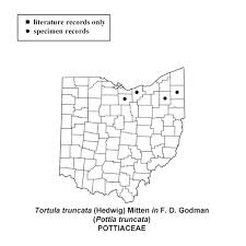 Attēlu rezultāti vaicājumam “Tortula truncata sporophyte”