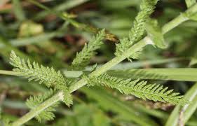 Attēlu rezultāti vaicājumam “Achillea millefolium leaf”