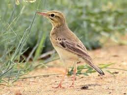 Image result for Anthus campestris