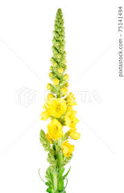 Image result for Verbascum densiflorum
