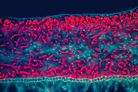 Attēlu rezultāti vaicājumam “Leptogium saturninum”