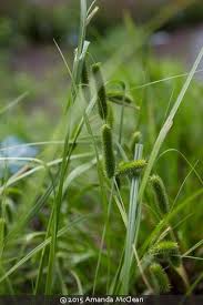 Attēlu rezultāti vaicājumam “Carex pseudocyperus”