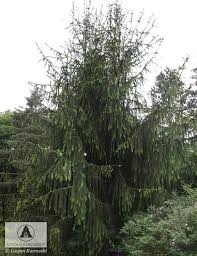 Attēlu rezultāti vaicājumam “Picea abies fo. virgata”