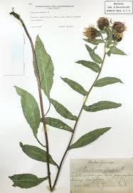 Attēlu rezultāti vaicājumam “Centaurea phrygia bud”