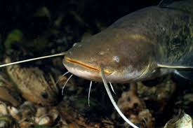 Image result for Silurus glanis