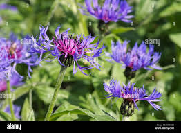 Image result for Flockenblume