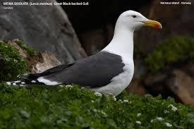Attēlu rezultāti vaicājumam “Larus marinus”