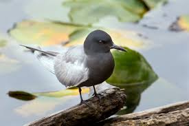 Attēlu rezultāti vaicājumam “Chlidonias niger eggs”