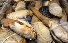 Image result for geoduck