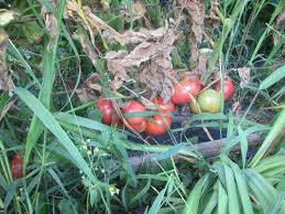 Afbeeldingsresultaat voor stump of the world tomato